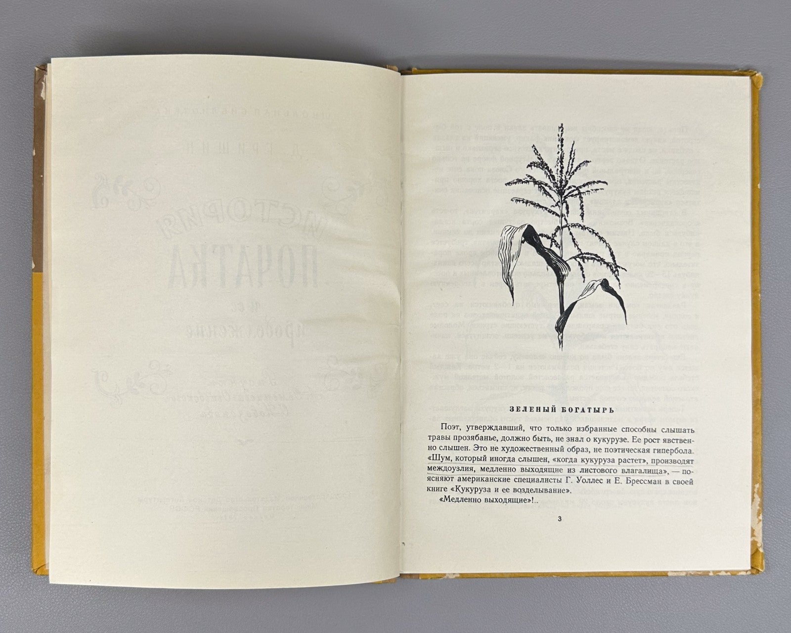 Гришин История початка и ее продолжение 1956 Grishin The History of the Corncob
