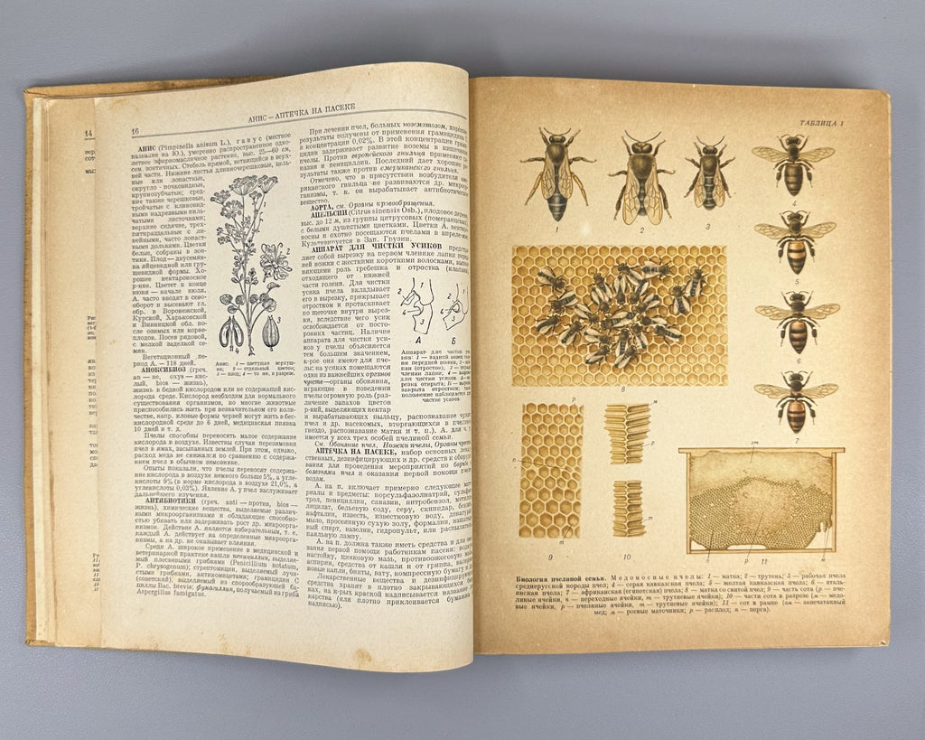 Абрикосов Словарь-справочник пчеловода 1955 Beekeeping Dictionary-Handbook USSR