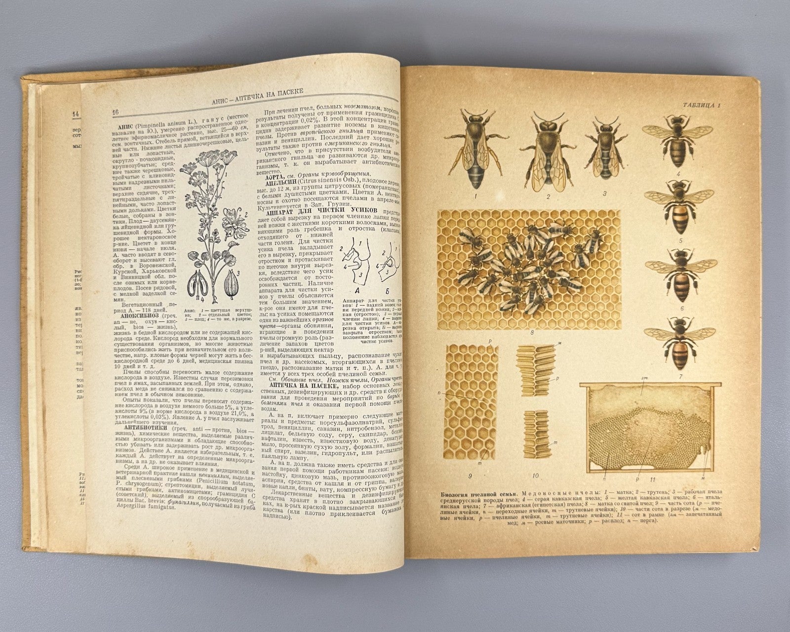 Абрикосов Словарь-справочник пчеловода 1955 Beekeeping Dictionary-Handbook USSR
