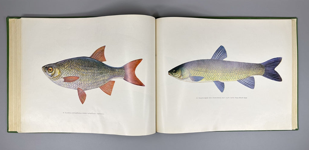 Freshwater Fishes of Georgia Atlas Fishing 1970 Рыбы пресных вод Грузии Rare