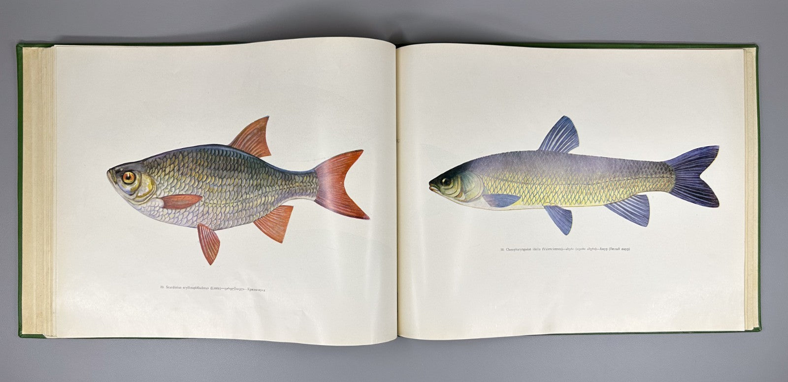 Freshwater Fishes of Georgia Atlas Fishing 1970 Рыбы пресных вод Грузии Rare