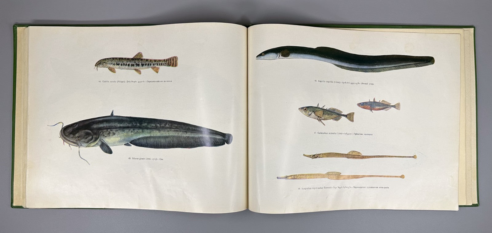 Freshwater Fishes of Georgia Atlas Fishing 1970 Рыбы пресных вод Грузии Rare