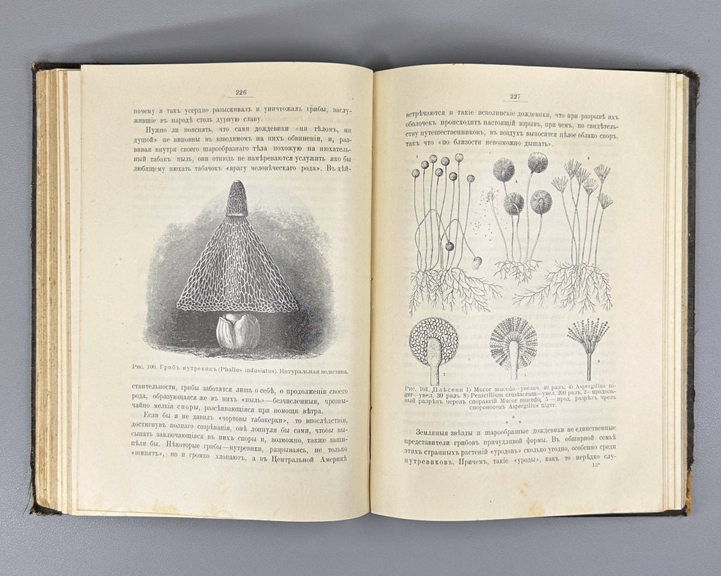 Васильковский Чудеса растительного царства 1912 Vasilkovsky Plant Kingdom Wonder