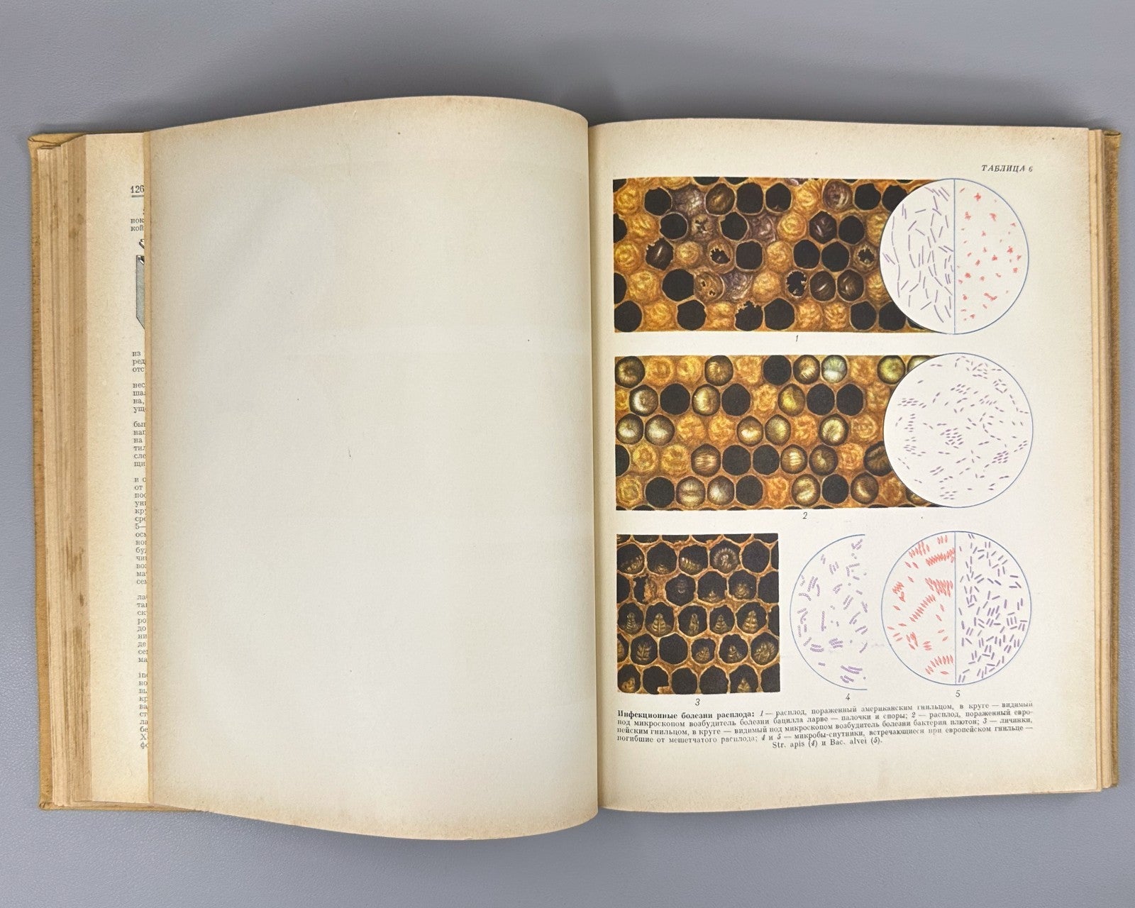 Абрикосов Словарь-справочник пчеловода 1955 Beekeeping Dictionary-Handbook USSR