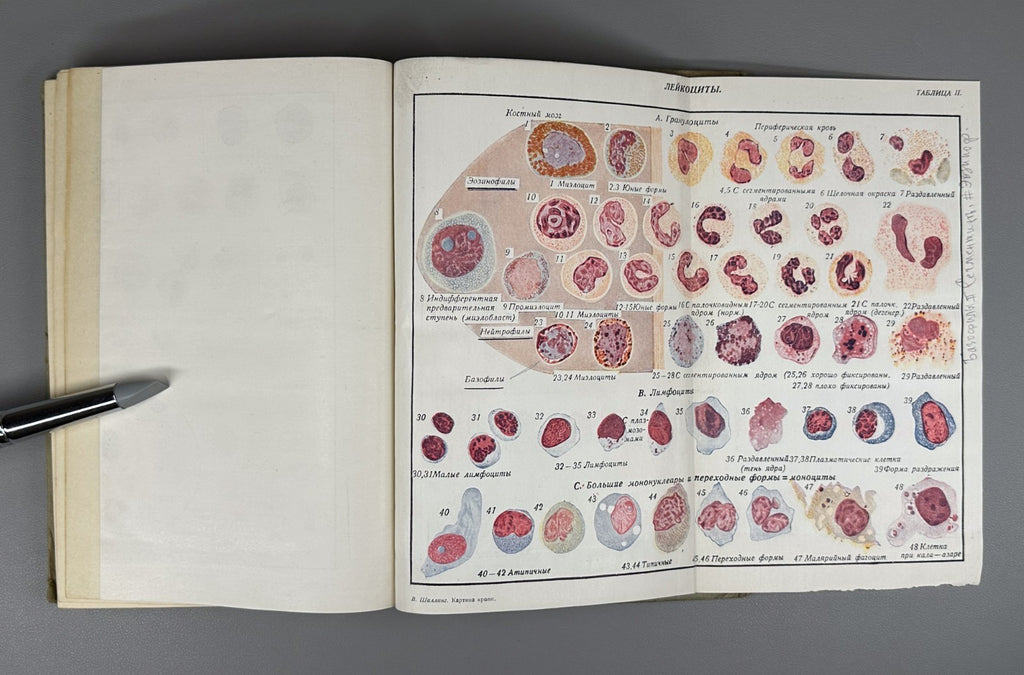 Шиллинг Картина крови 1931 Schilling The Blood Picture Tropical Diseases Russian
