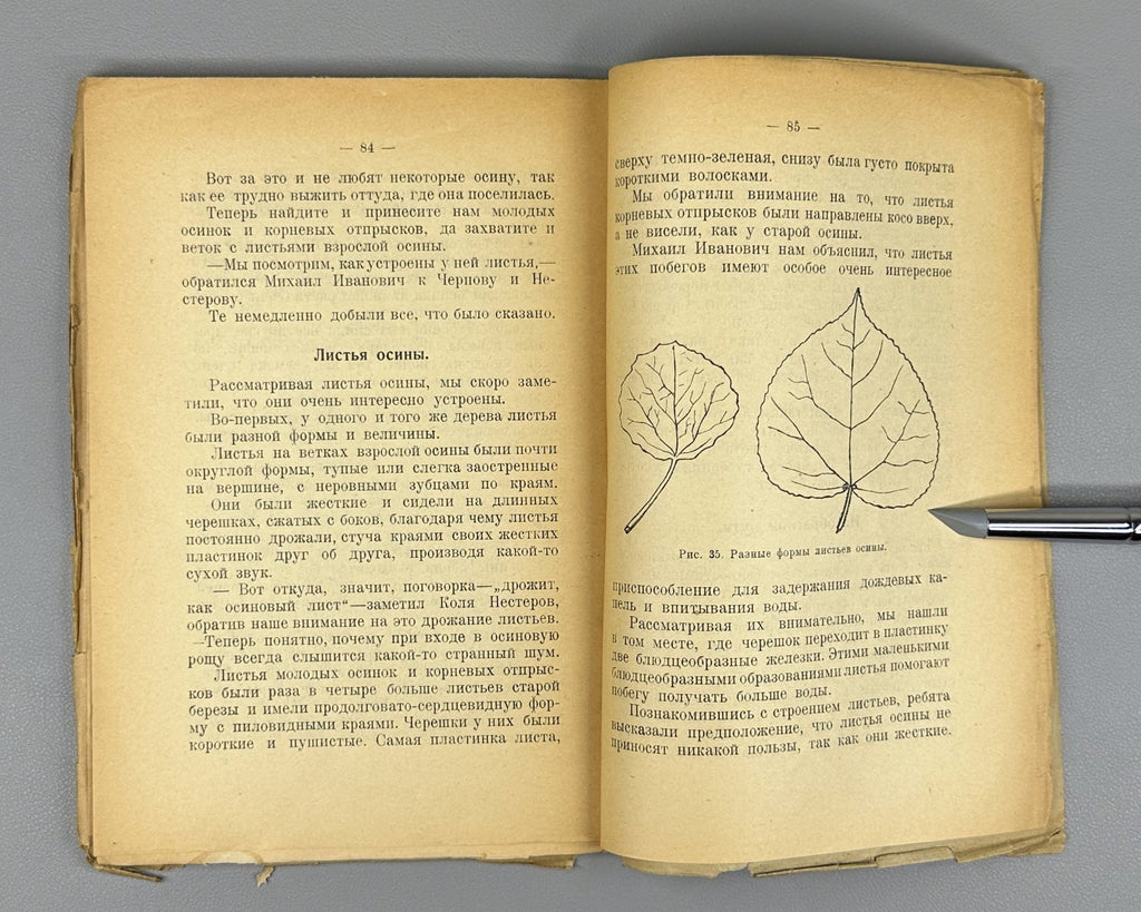 Our forest trees Russian textbook 1925 Князев Наши лесные деревья Естествознание