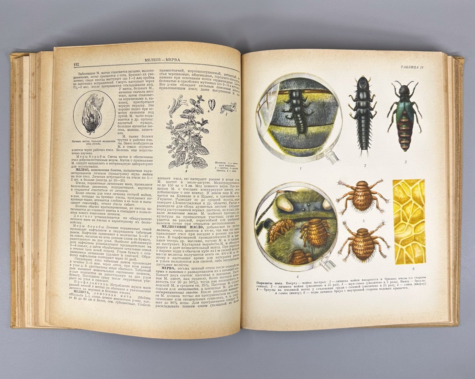 Абрикосов Словарь-справочник пчеловода 1955 Beekeeping Dictionary-Handbook USSR