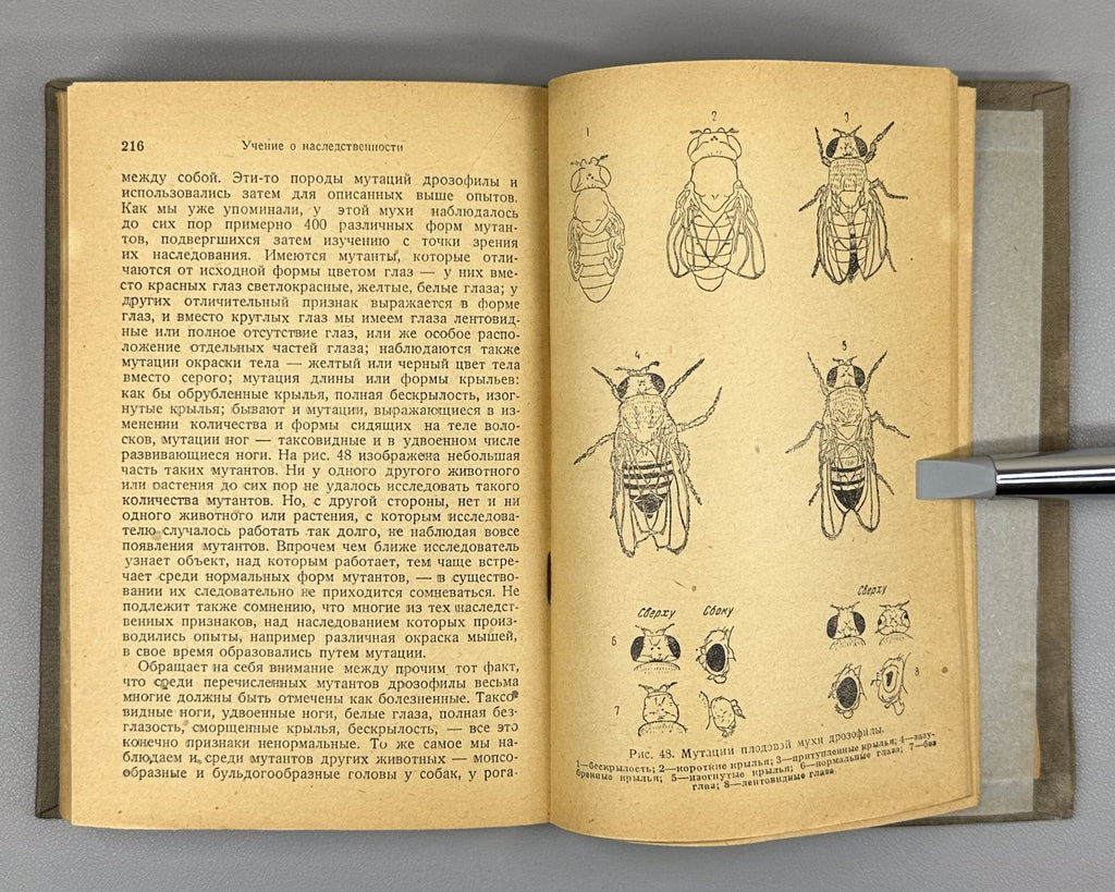 Goldschmidt Doctrine of Heredity 1936 Гольдшмидт Учение о наследственности