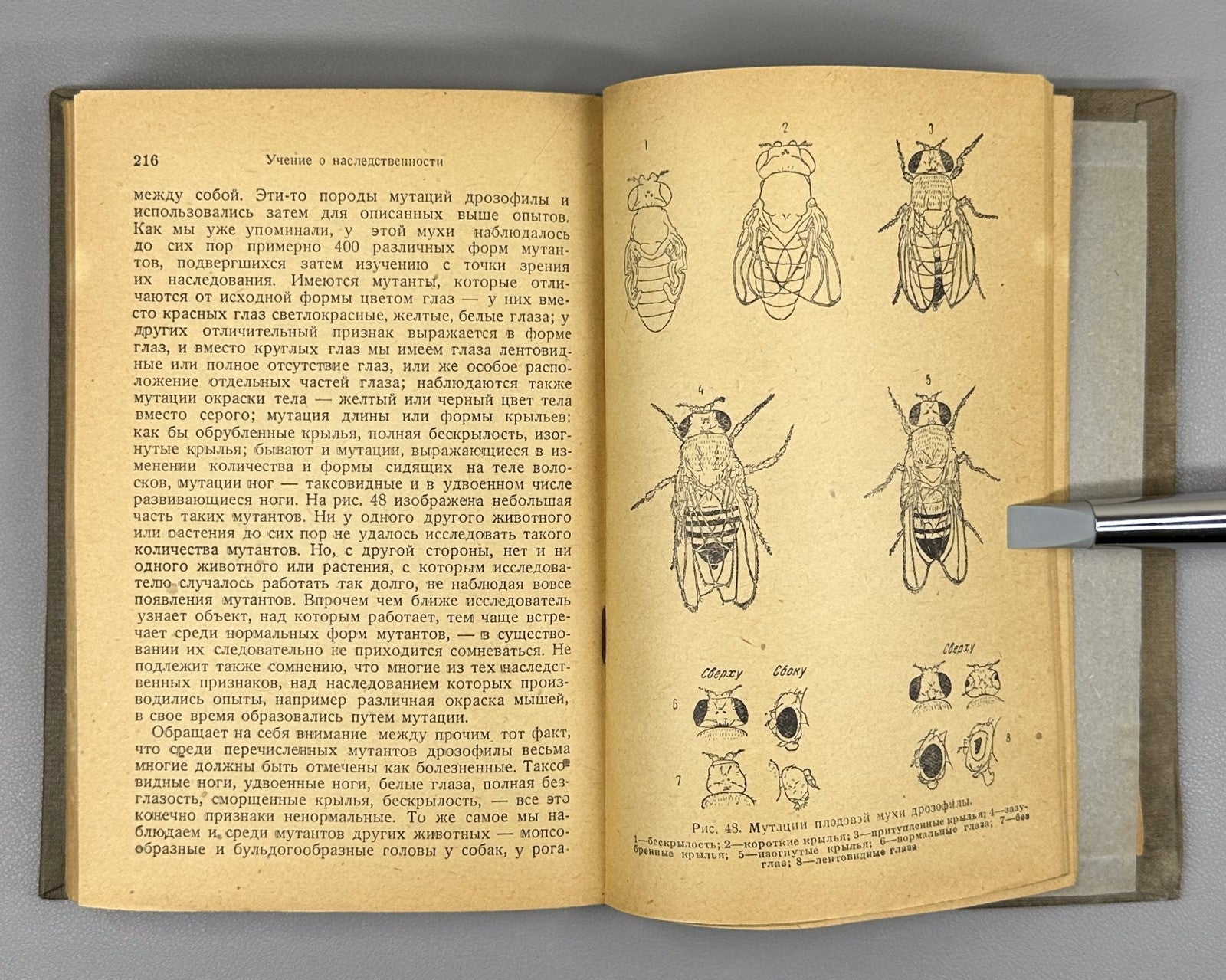 Goldschmidt Doctrine of Heredity 1936 Гольдшмидт Учение о наследственности