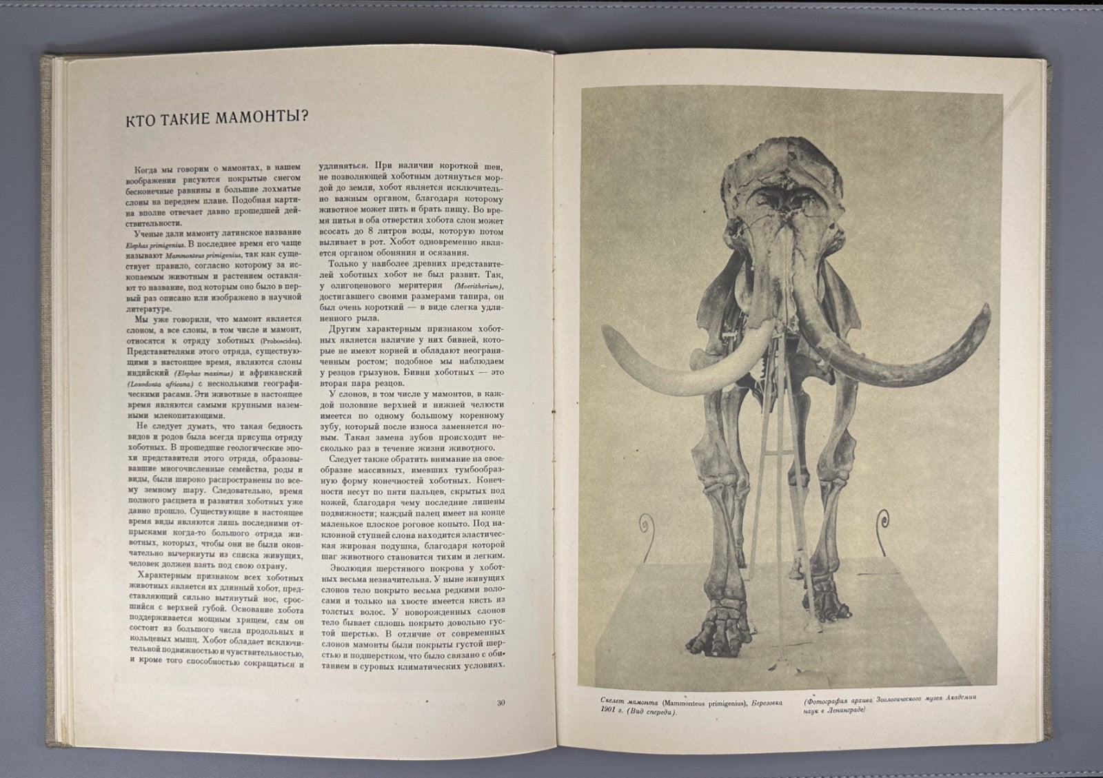 1st ed. Augusta Book about Mammoths 1962 Аугуста Книга о мамонтах Rare