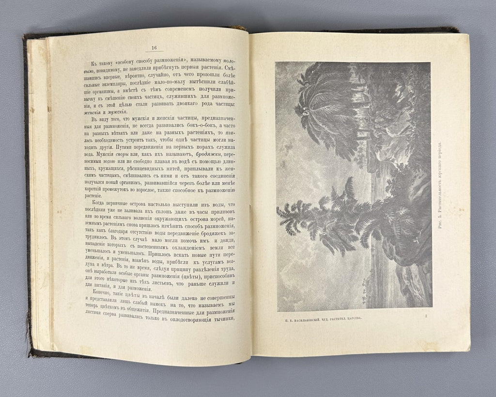 Васильковский Чудеса растительного царства 1912 Vasilkovsky Plant Kingdom Wonder