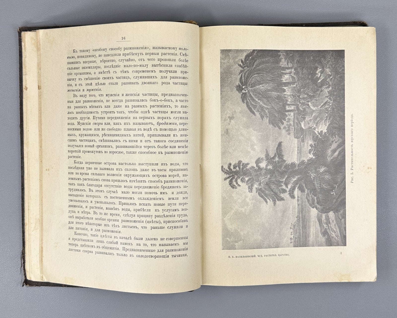 Васильковский Чудеса растительного царства 1912 Vasilkovsky Plant Kingdom Wonder