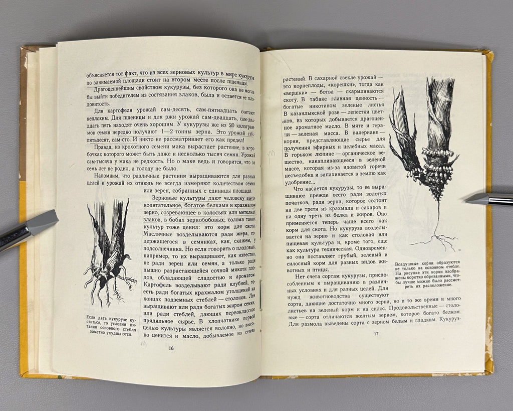 Гришин История початка и ее продолжение 1956 Grishin The History of the Corncob