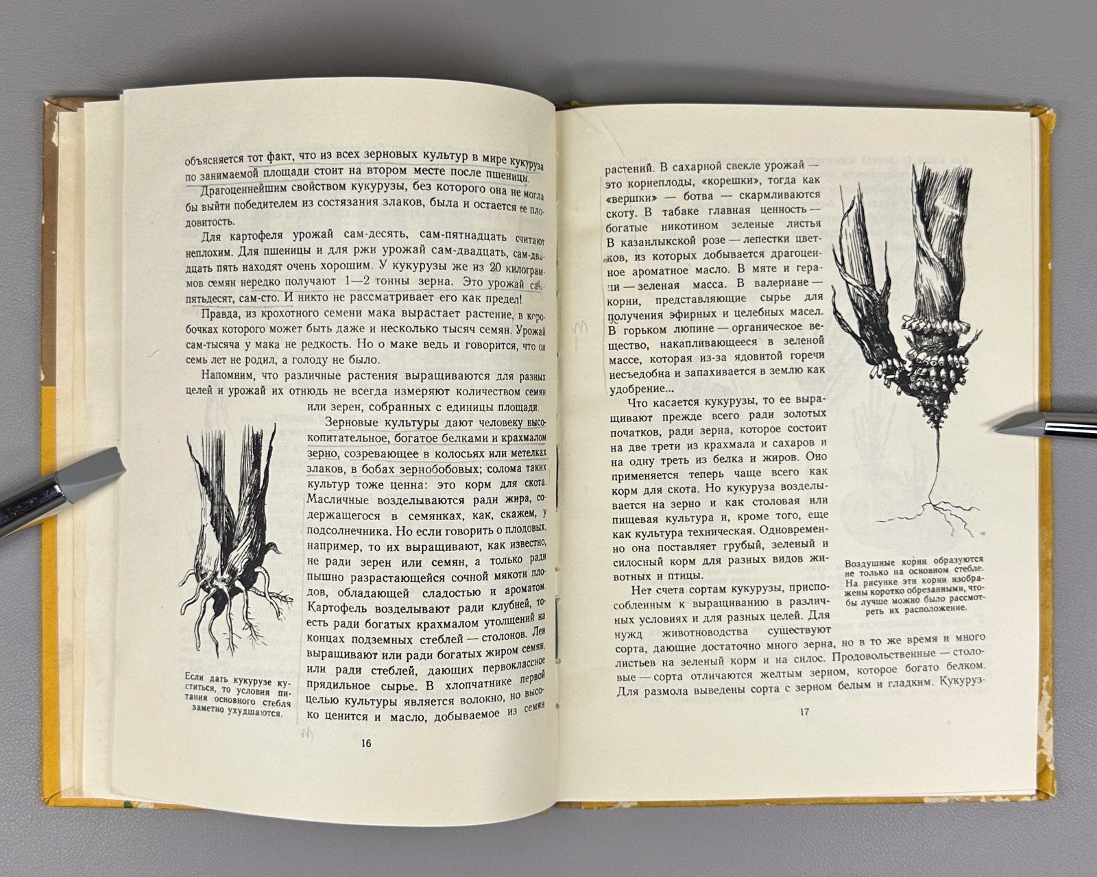 Гришин История початка и ее продолжение 1956 Grishin The History of the Corncob