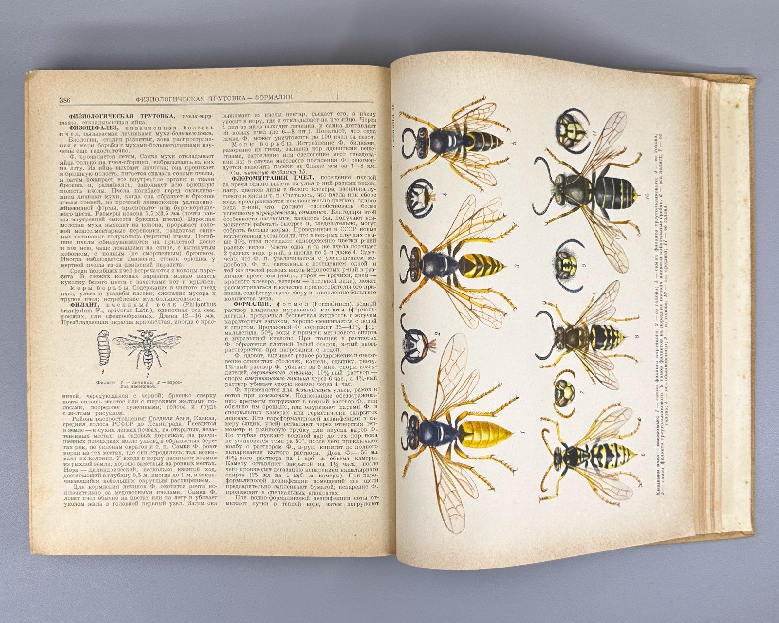 Абрикосов Словарь-справочник пчеловода 1955 Beekeeping Dictionary-Handbook USSR
