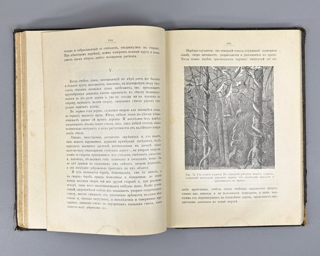 Васильковский Чудеса растительного царства 1912 Vasilkovsky Plant Kingdom Wonder