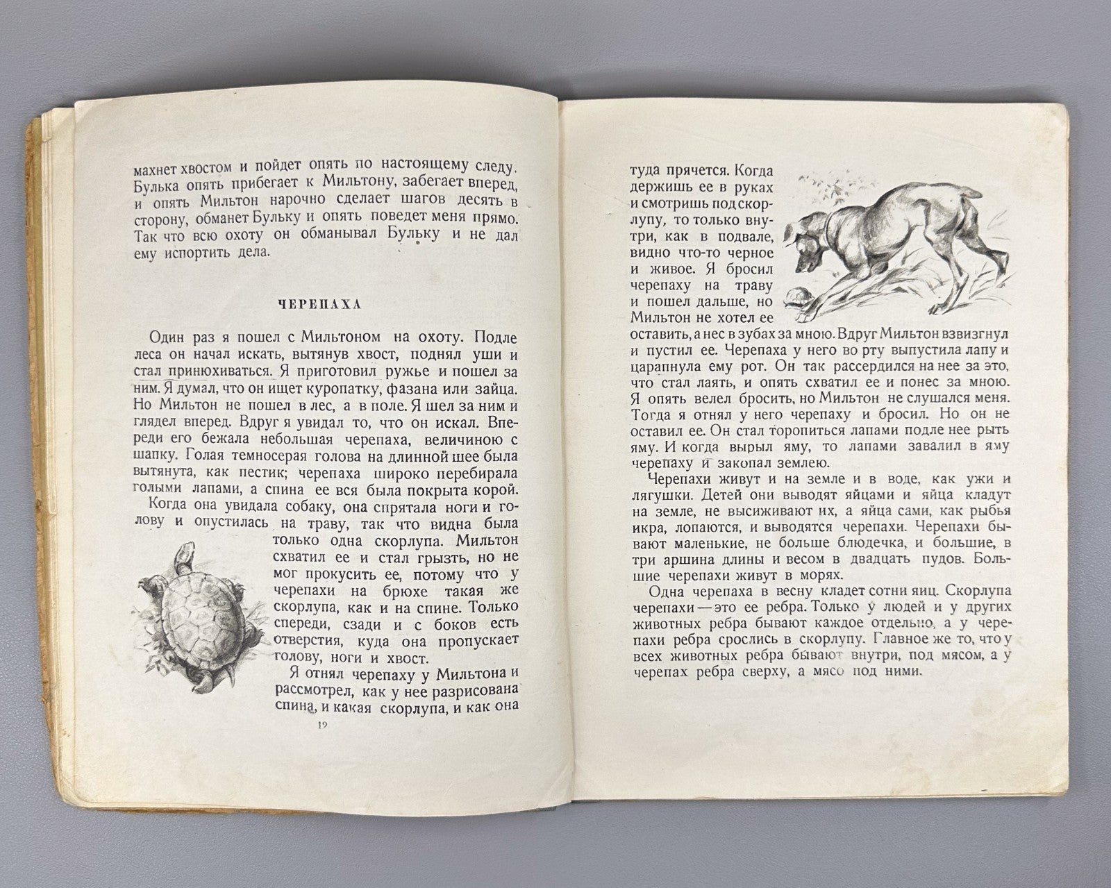 Толстой Рассказы о животных Ватагина 1936 Tolstoy Stories about Animals Vatagin
