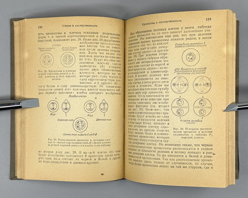 Goldschmidt Doctrine of Heredity 1936 Гольдшмидт Учение о наследственности