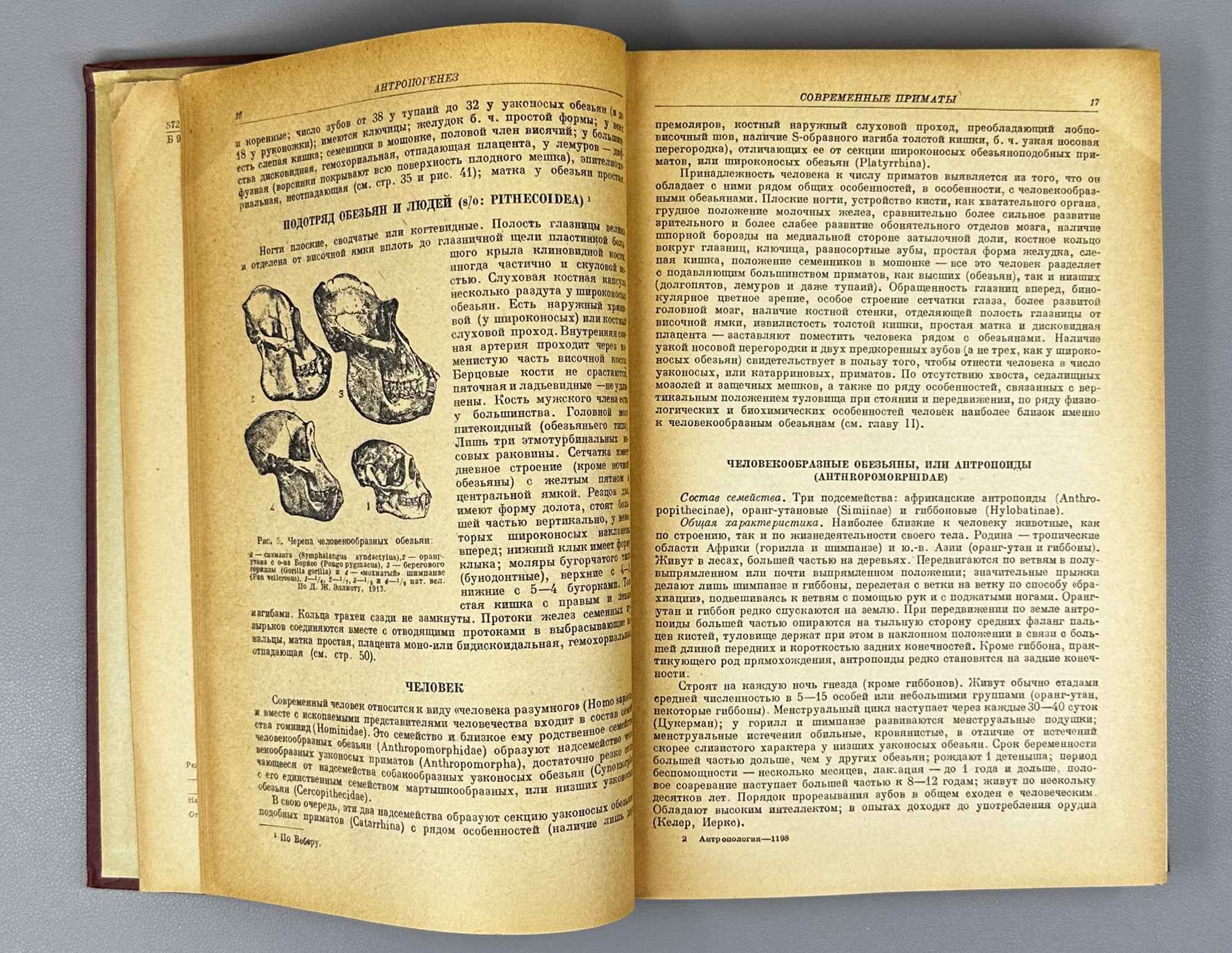 V. V. Bunak, M. F. Nesturkh, Ya. Ya. Roginsky. Anthropology: A Short Course (Antropologiya. Kratkii kurs). 1941. In Russian.