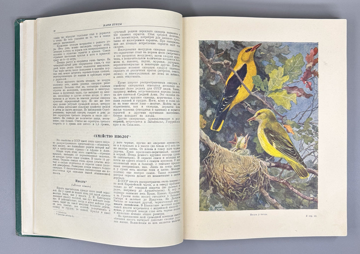 [Illustrated by Vatagin and Komarov] Buturlin, Geptner, Dementiev et al. Birds (Ptitsy). Series: Animal World of the USSR. First Edition, 1940. In Russian.