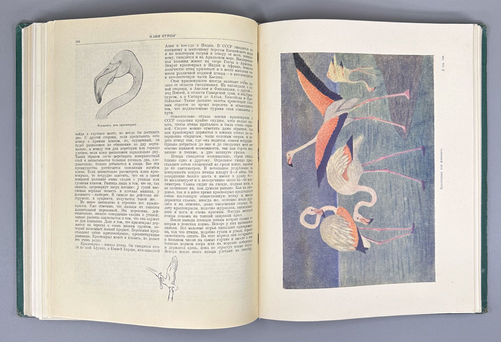 [Illustrated by Vatagin and Komarov] Buturlin, Geptner, Dementiev et al. Birds (Ptitsy). Series: Animal World of the USSR. First Edition, 1940. In Russian.