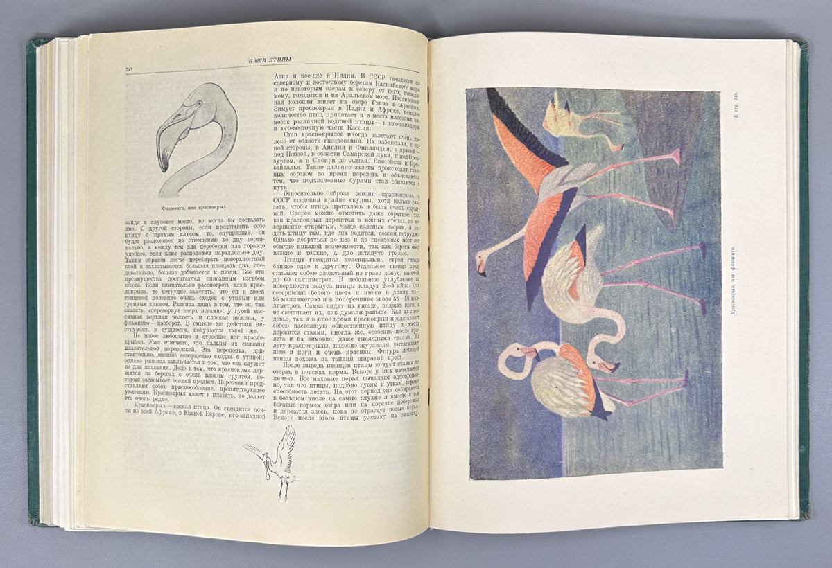 [Illustrated by Vatagin and Komarov] Buturlin, Geptner, Dementiev et al. Birds (Ptitsy). Series: Animal World of the USSR. First Edition, 1940. In Russian.