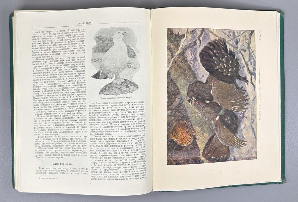 [Illustrated by Vatagin and Komarov] Buturlin, Geptner, Dementiev et al. Birds (Ptitsy). Series: Animal World of the USSR. First Edition, 1940. In Russian.