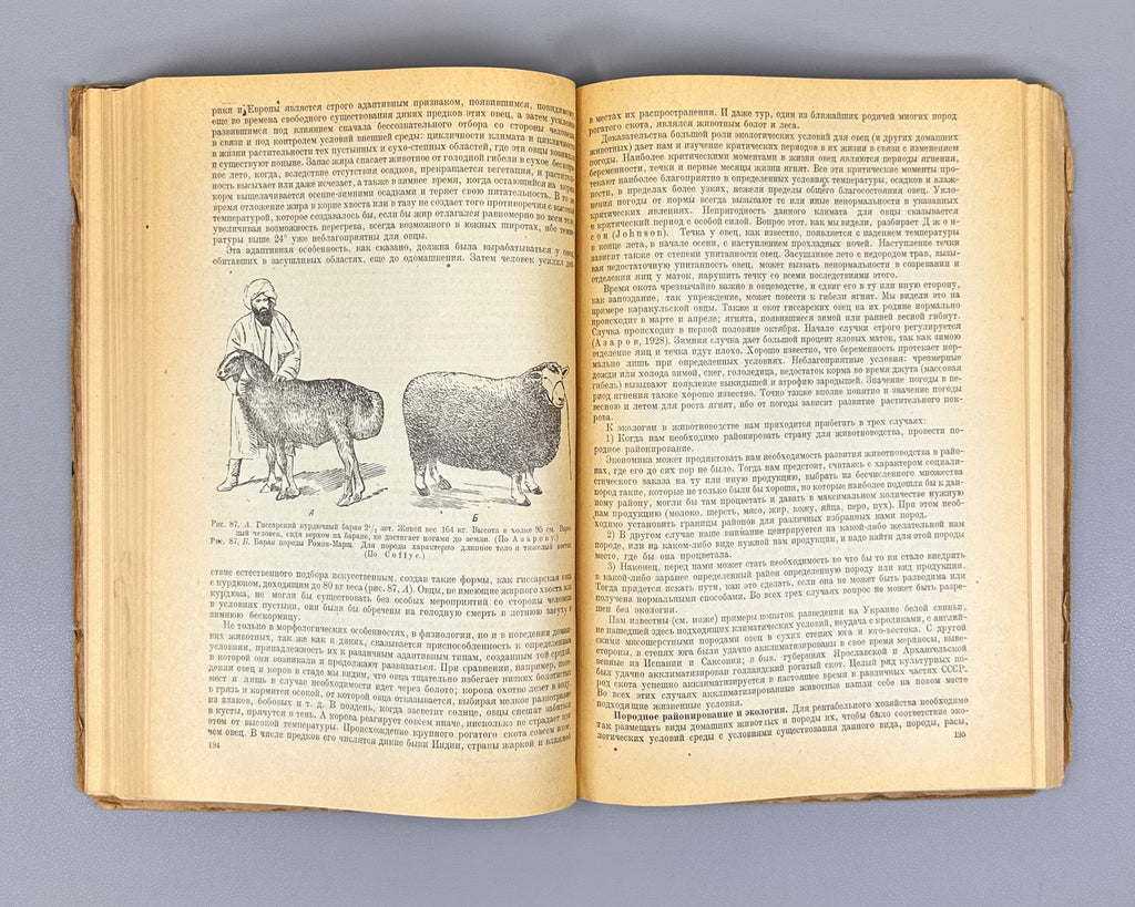 Kashkarov, D. N. Fundamentals of Animal Ecology (Osnovy ekologii zhivotnykh), 1944. In Russian.