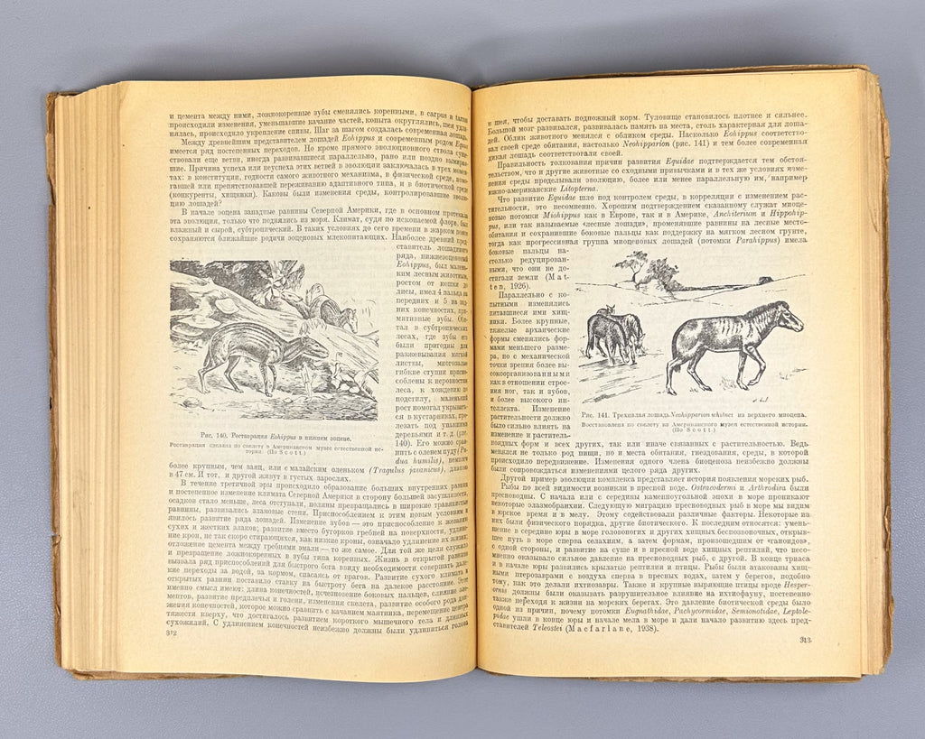 Kashkarov, D. N. Fundamentals of Animal Ecology (Osnovy ekologii zhivotnykh), 1944. In Russian.