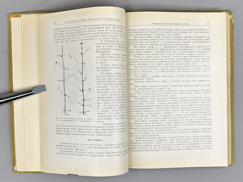 Nedelchev, N., Kondarev, M. Viticulture (Vinogradarstvo), 1959. In Russian.